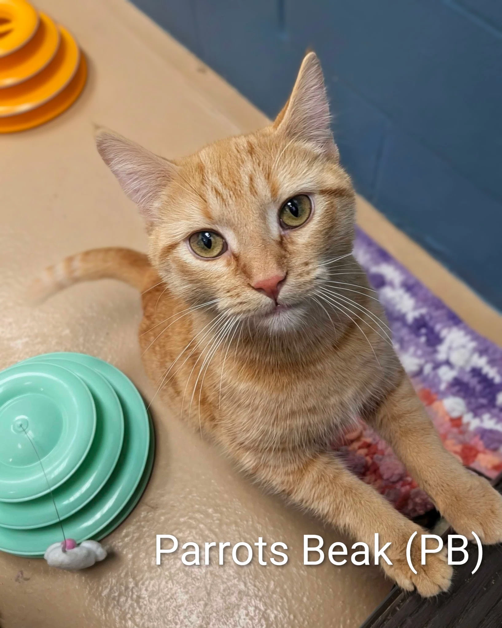 Parrot's Beak