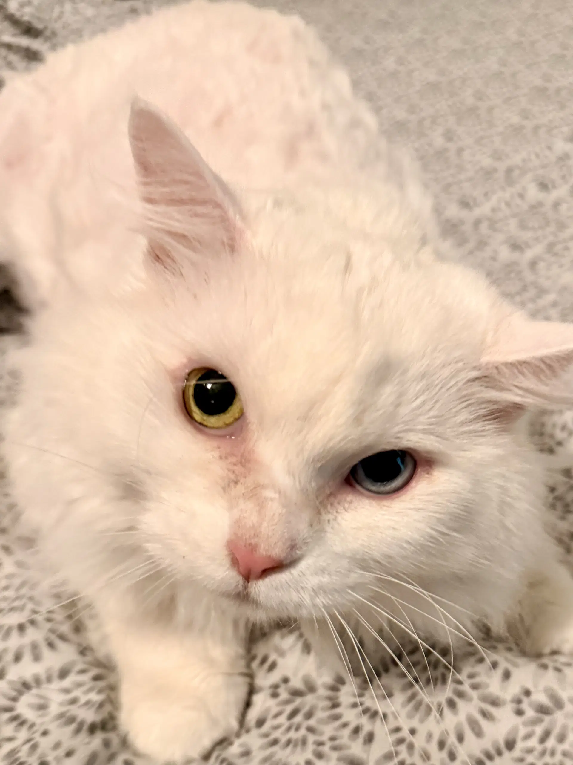 Marie - Domestic Medium Hair