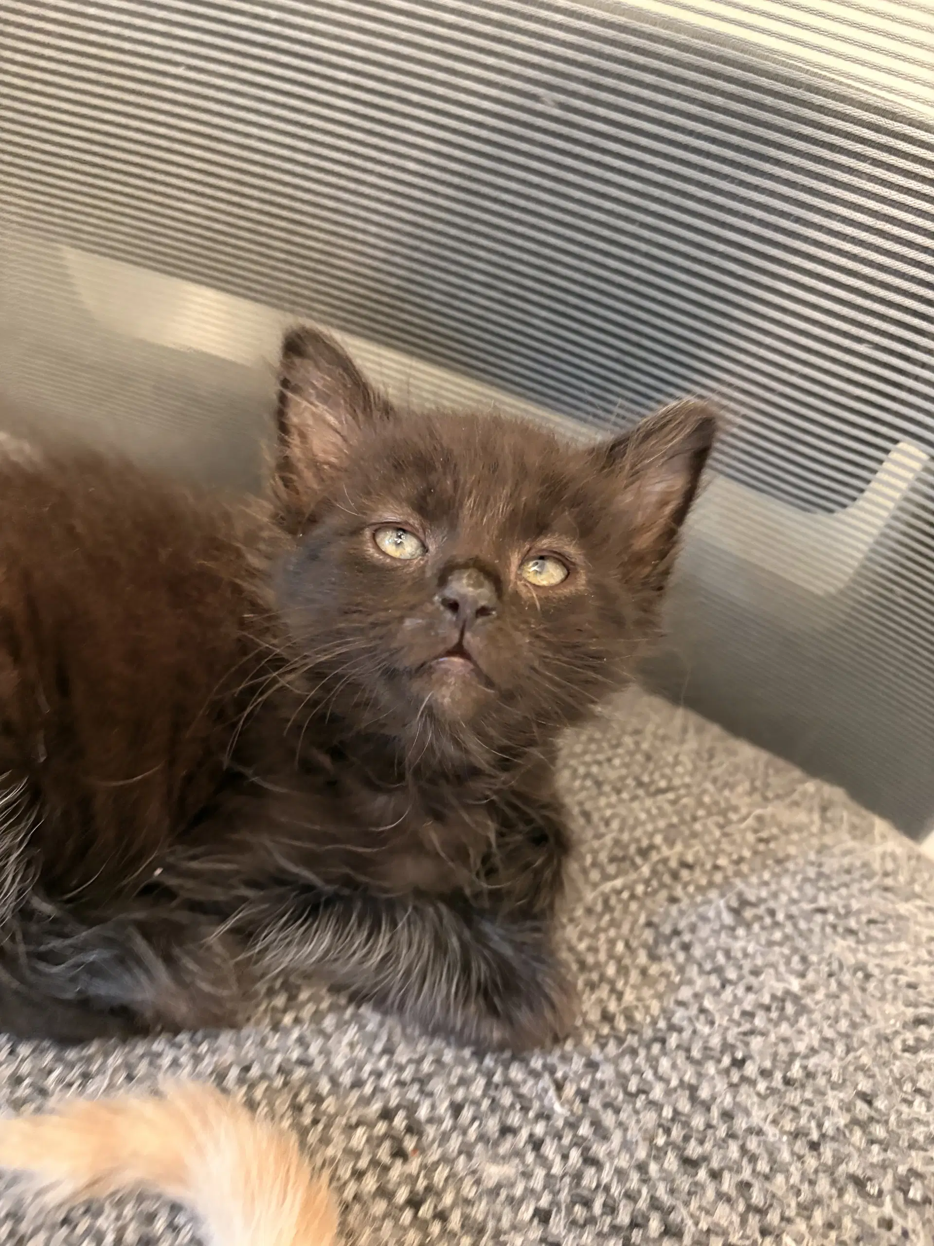 Mac - Domestic Short Hair