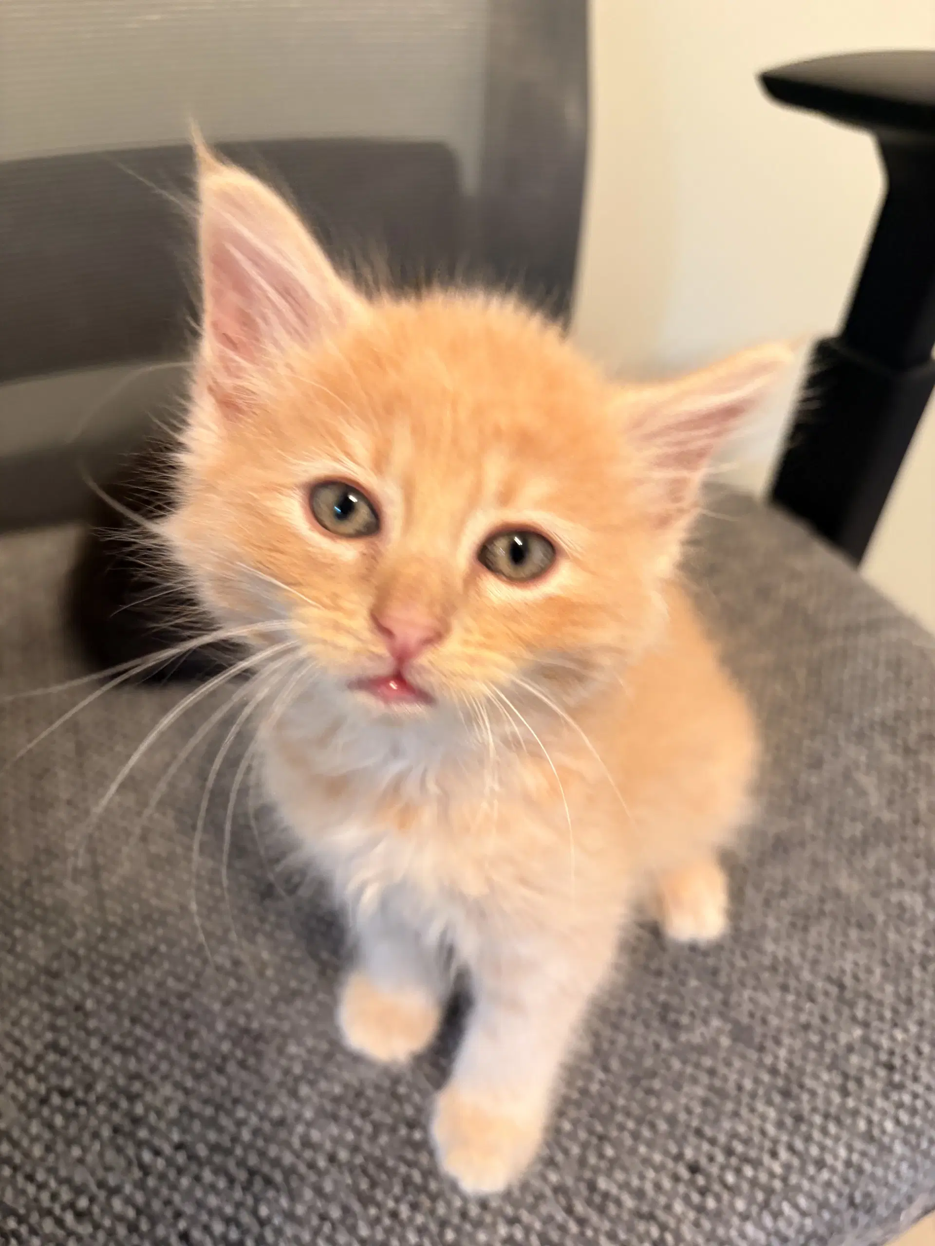 Cheese - Domestic Short Hair