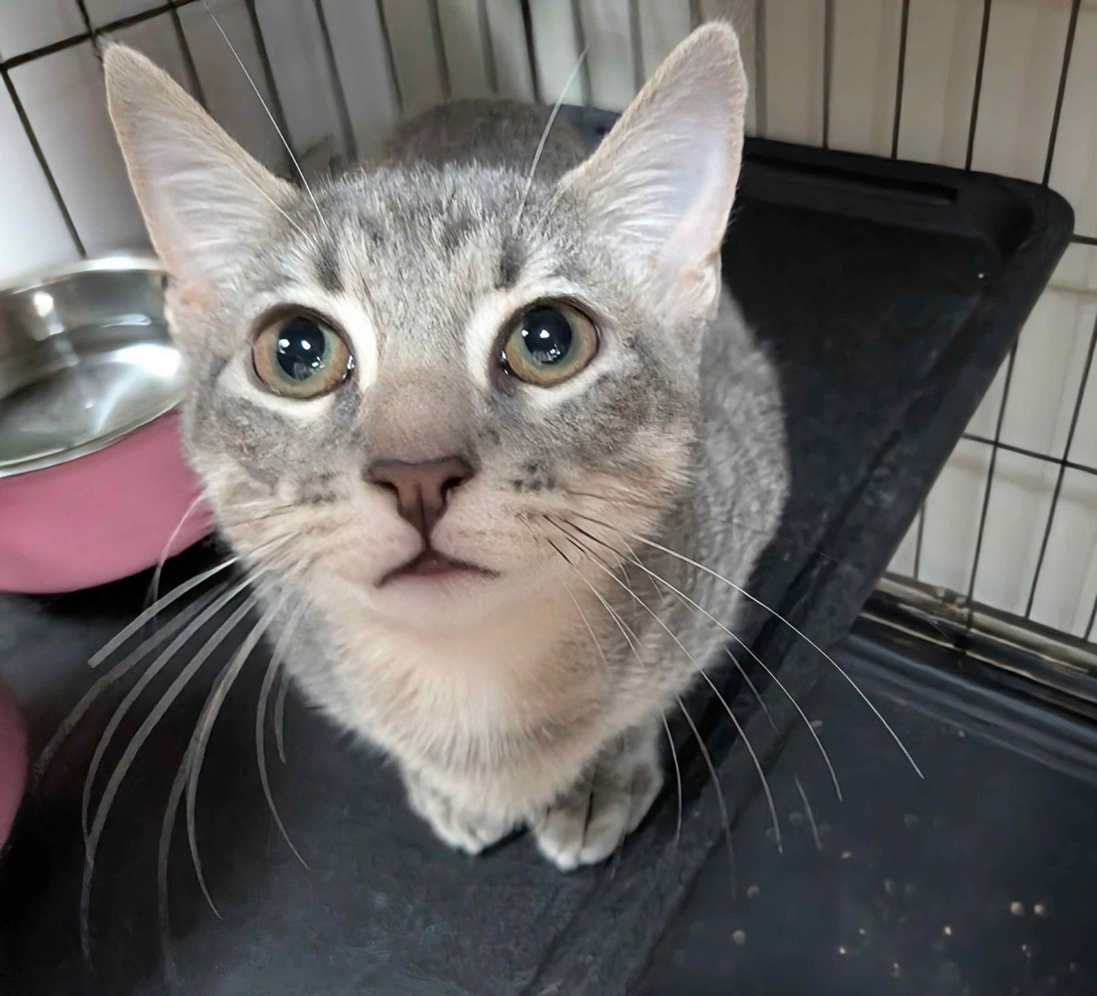 Neptune, Domestic Short Hair