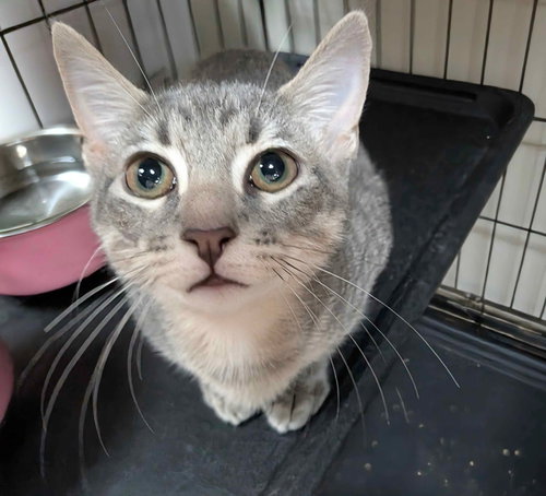 picture of the cat needing adoption