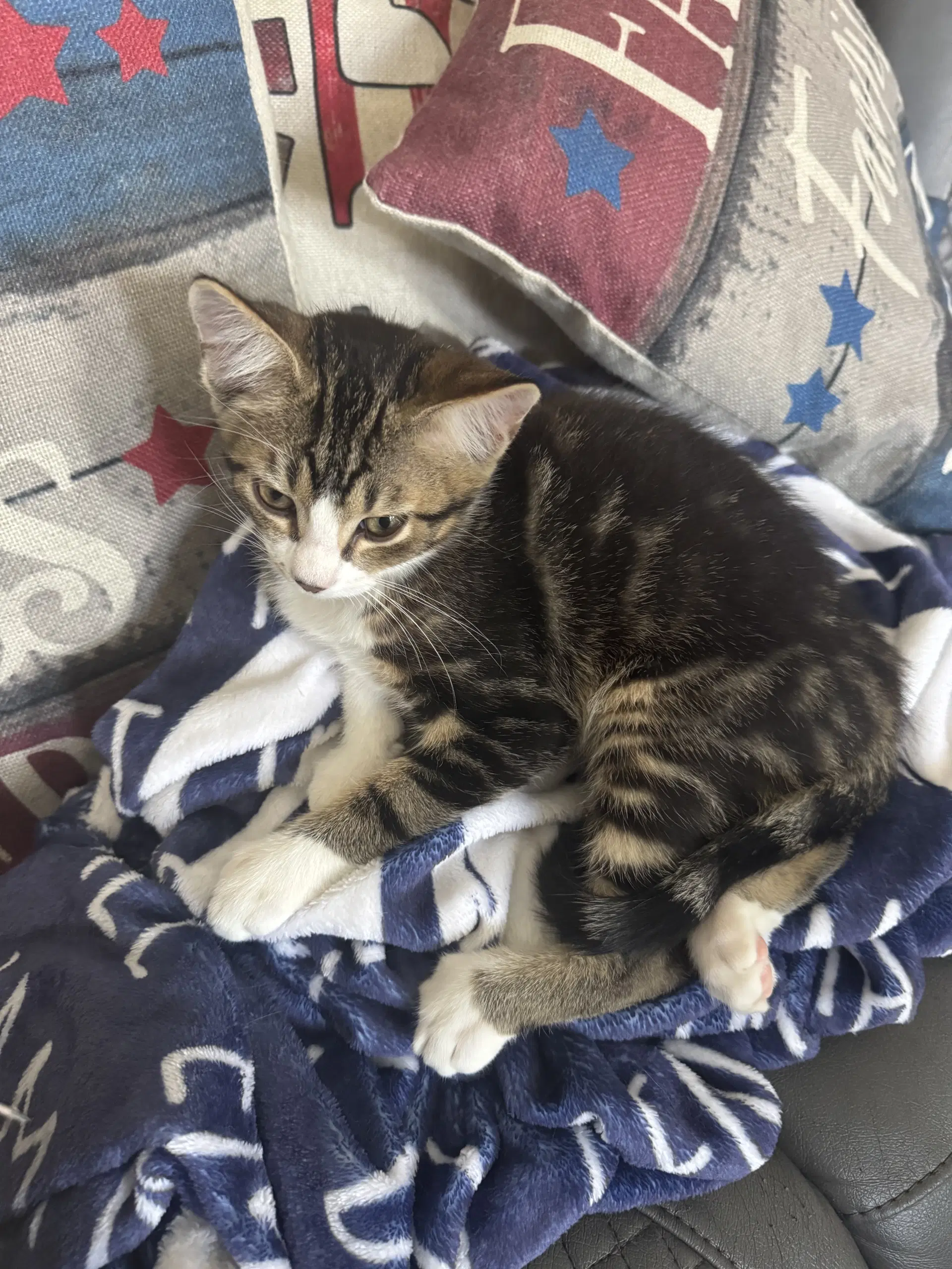 Maple - Domestic Short Hair