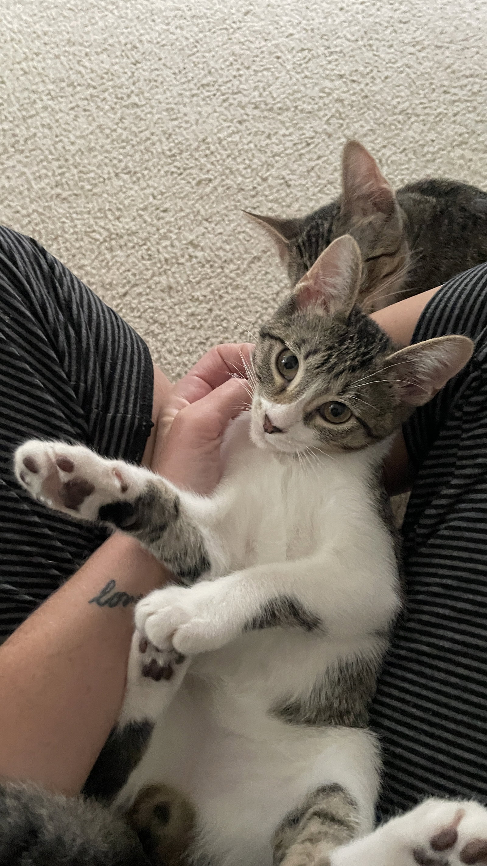 Mr. Snuggles
