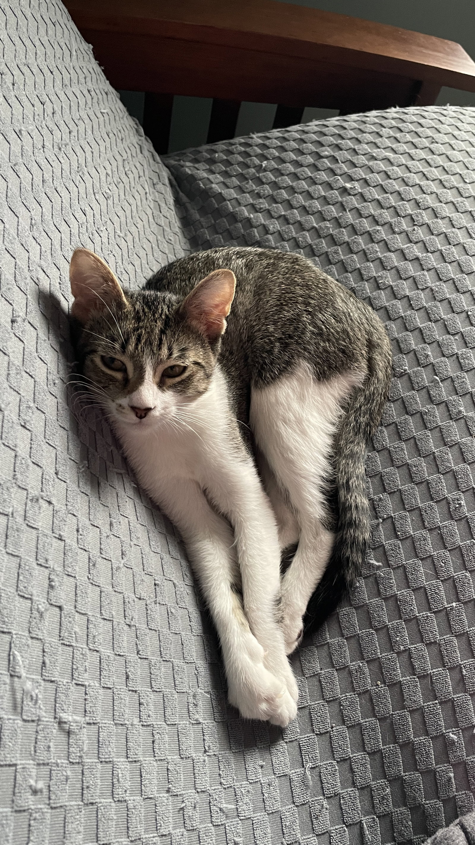 Mr. Snuggles, photo 2