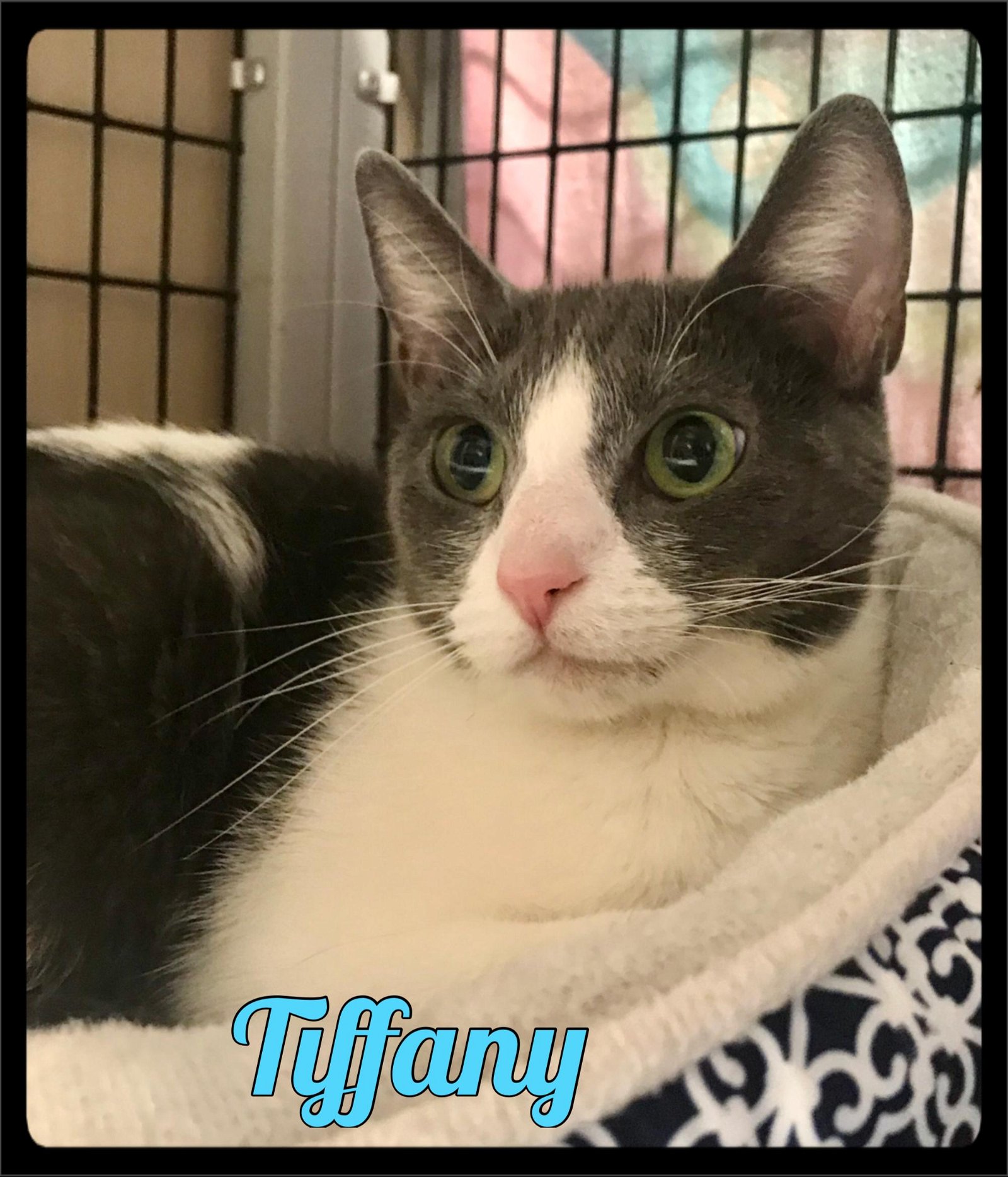 adoptable Cat in Maumelle, AR named Tiffany - 2010361 / 2020