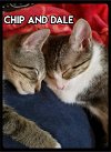 adoptable Cat in Maumelle, AR named Chip and Dale - MFOA Foster / 2021