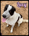 adoptable Dog in Maumelle, AR named courtesy - Lucy / 2022