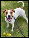 adoptable Dog in Maumelle, AR named Annie - MFOA Foster / 2022
