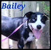 adoptable Dog in Maumelle, AR named Bailey - MFOA Foster / 2022
