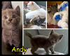adoptable Cat in Maumelle, AR named Andy - MFOA / Foster