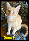 adoptable Cat in Maumelle, AR named Chance - Foster / 2022