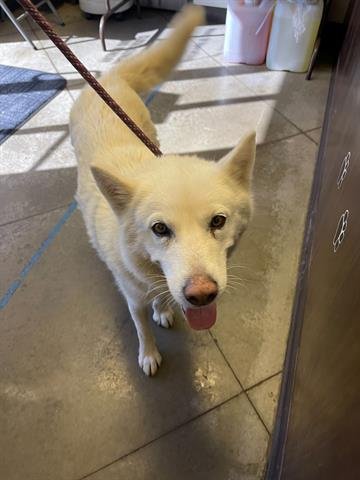 adoptable Dog in Bakersfield, CA named A139321