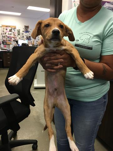 adoptable Dog in Bakersfield, CA named OLLIE