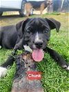 adoptable Dog in bakersfield, CA named CHUNK