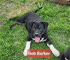 adoptable Dog in bakersfield, CA named BOB BARKER