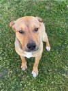 adoptable Dog in bakersfield, CA named STELLA