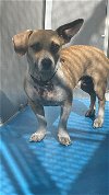 adoptable Dog in  named A150046