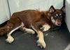 adoptable Dog in Bakersfield, CA named A150167