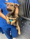 adoptable Dog in  named A150163