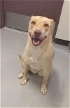 adoptable Dog in bakersfield, CA named STORM
