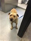 adoptable Dog in bakersfield, CA named BUSTER