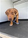 adoptable Dog in bakersfield, CA named XENIA