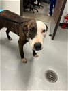 adoptable Dog in bakersfield, CA named A150294