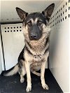 adoptable Dog in  named SHERIFF