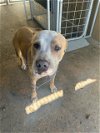 adoptable Dog in bakersfield, CA named A150361