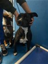 adoptable Dog in bakersfield, CA named A150455