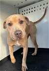 adoptable Dog in bakersfield, CA named SCOOBY