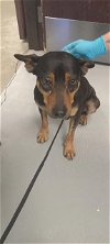 adoptable Dog in bakersfield, CA named A150567