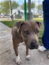 adoptable Dog in bakersfield, CA named A150580