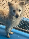 adoptable Dog in bakersfield, CA named A150373