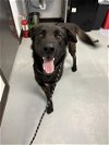 adoptable Dog in bakersfield, CA named ARLO