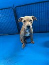 adoptable Dog in bakersfield, CA named A150940