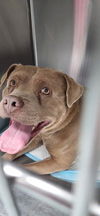 adoptable Dog in Bakersfield, CA named A148147