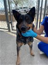 adoptable Dog in bakersfield, CA named A151057