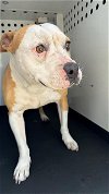 adoptable Dog in  named A150989