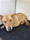 adoptable Dog in bakersfield, CA named A151041