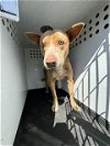 adoptable Dog in bakersfield, CA named A151048