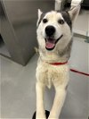 adoptable Dog in bakersfield, CA named A151052