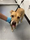 adoptable Dog in bakersfield, CA named A151067