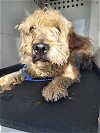 adoptable Dog in bakersfield, CA named A151076
