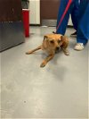 adoptable Dog in bakersfield, CA named A151106