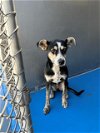 adoptable Dog in bakersfield, CA named A151111