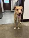 adoptable Dog in bakersfield, CA named A151115