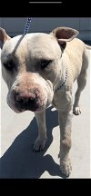 adoptable Dog in bakersfield, CA named SCRAPPY