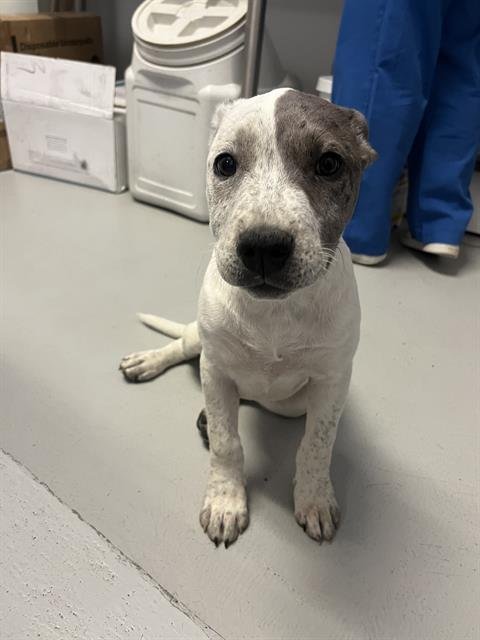 adoptable Dog in Bakersfield, CA named A151121